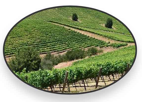 Imagen alusiva a vinos patrimoniales.