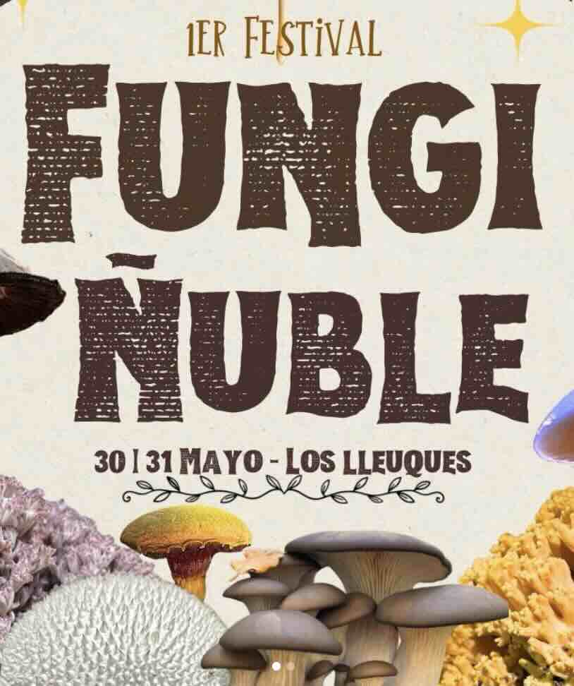 Festival Fungi Ñuble 2026 Los Lleuques hongos silvestres bosque nativo talleres actividades culturales naturaleza