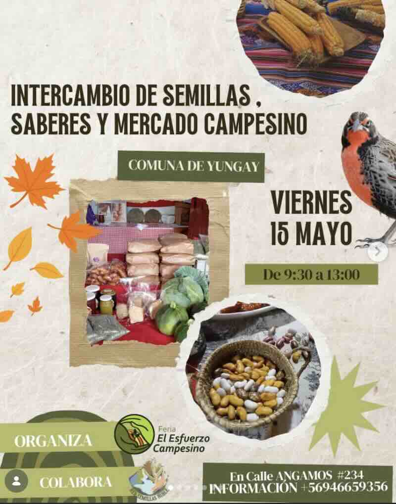 Intercambio de semillas y mercado campesino en Yungay con talleres rurales y soberanía alimentaria local.